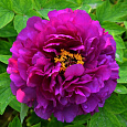 Пион древовидный Пурпурная ночь Пион древовидный Пурпурная ночь