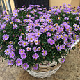 Брахикома Brasco Violet