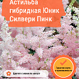 Астильба гибридная Юник Силвери Пинк Астильба гибридная Юник Силвери Пинк