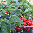 Земляника садовая Элеганс Земляника садовая Элеганс
