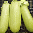 Кабачок Казанова Кабачок Казанова