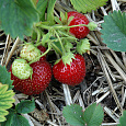 Земляника (Клубника) садовая Трибьют
