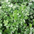 Петрушка Обыкновенная листовая Петрушка Обыкновенная листовая