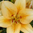 Лилия ла-гибрид Бестселлер Лилия ла-гибрид Бестселлер