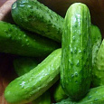 Огурец  Круиз F1 Огурец  Круиз F1