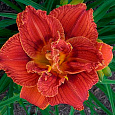 Лилейник гибридный Паприка Флейм