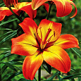 Лилия азиатская Линда