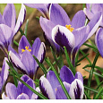 Крокус Ботанический Spring beauty Крокус Ботанический Spring beauty