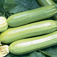 Кабачок Казанова Кабачок Казанова