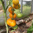 Томат Хурма Томат Хурма