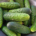 Огурец гибридный Бидретта F1 Огурец гибридный Бидретта F1